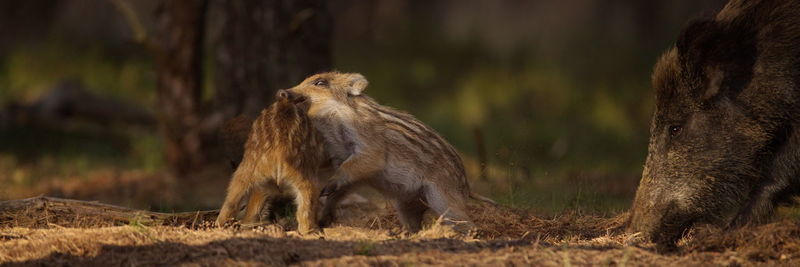 Close-up of wild boar piglets
