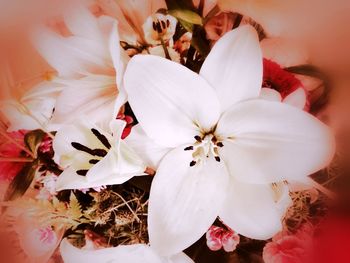 Close-up of white flowering plants