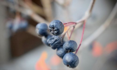 Close-up of fruits