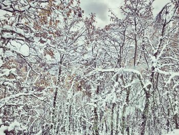 Close-up of bare tree against sky during winter