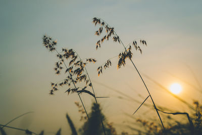 Low angle view of silhouette plants against sky during sunset