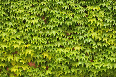 Full frame shot of ivy growing on wall