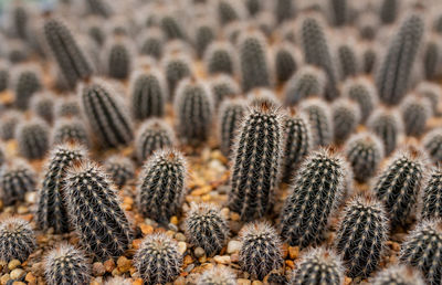 Full frame shot of small cactus plant
