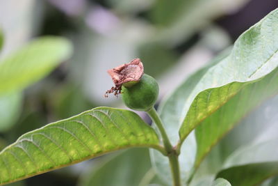 Close-up of insect on leaves