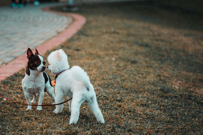 Dogs running on green grass at park in summer.