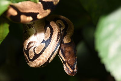 Close-up of snake outdoors
