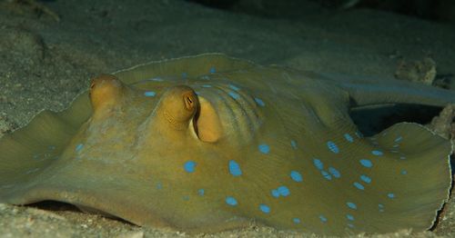 Close-up of fish swimming in sea