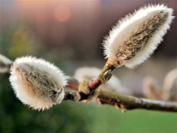 Close-up of pussy willow