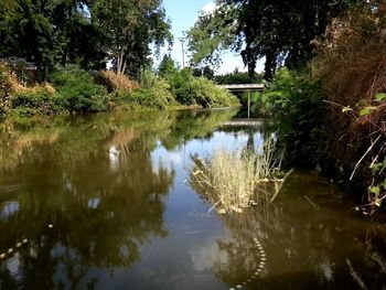 Reflection of trees in water