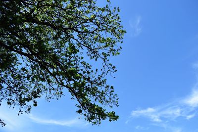 Low angle view of tree against blue sky