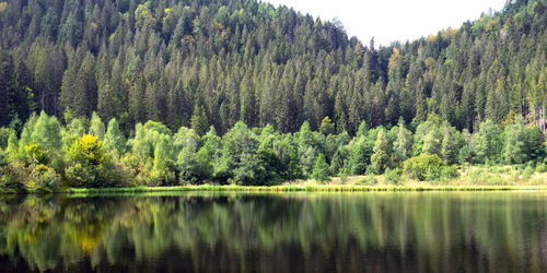 Panoramic view of pine trees by lake in forest