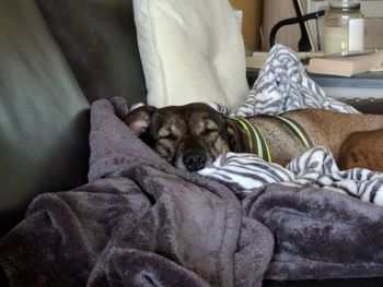 Dog resting on bed at home