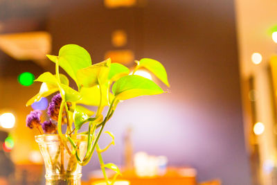 Close-up of yellow flower at night