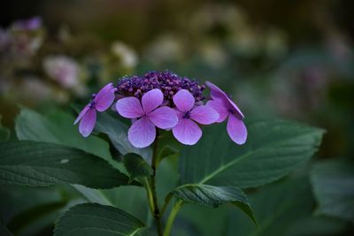 Close-up of purple flowering plant