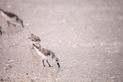 Western sandpiper shorebirds calidris mauri forage along the ocean shore for food at barefoot beach 