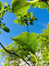 Low angle view of green leaves