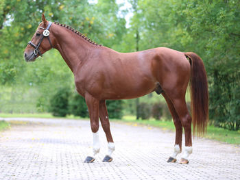 Side view of horse standing on land