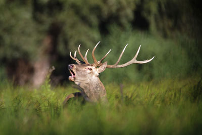 Deer rut in kopacki rit, croatia