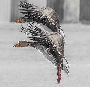 Close-up of a bird flying