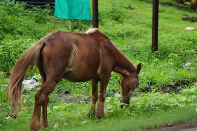 Horse grazing on field