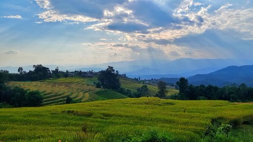 Scenic view of agricultural field against sky