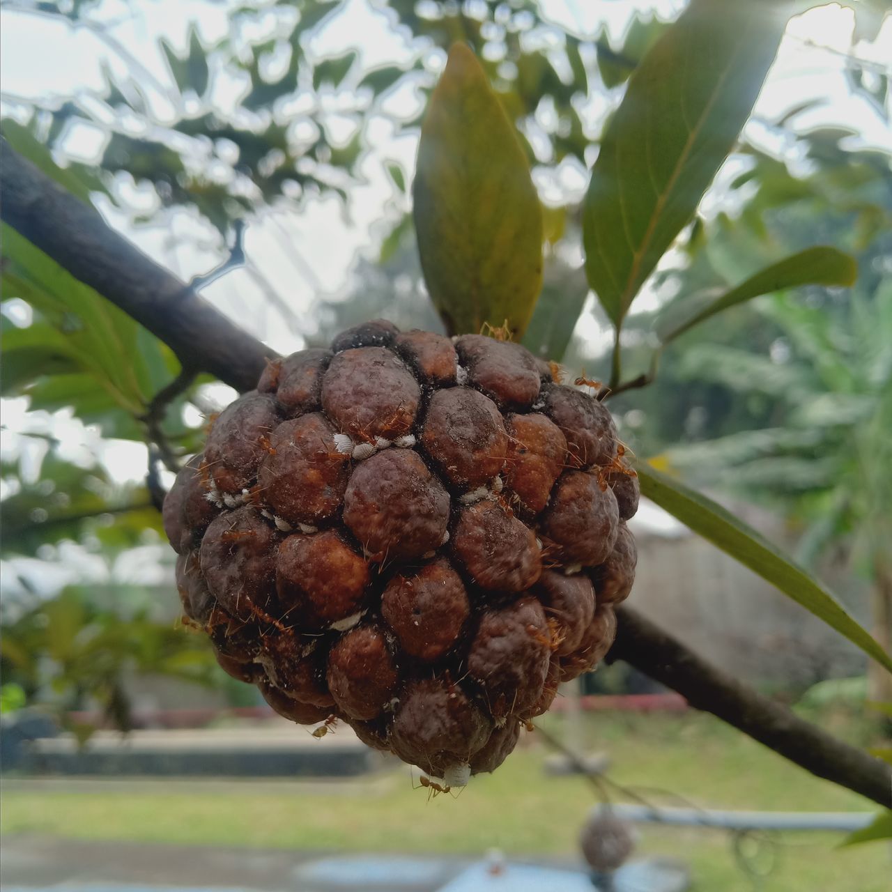 tree, plant, food, food and drink, produce, fruit, healthy eating, nature, branch, growth, close-up, no people, leaf, agriculture, plant part, conifer cone, focus on foreground, freshness, tropical fruit, outdoors, flower, wellbeing, day, ripe, beauty in nature