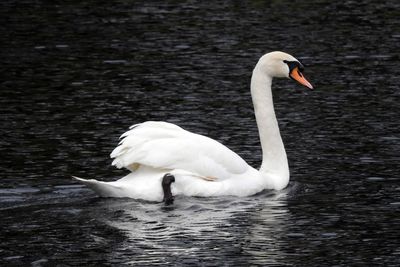 Swan swimming in lake