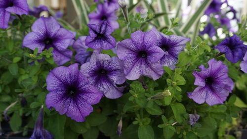 Close-up of purple flowers blooming outdoors