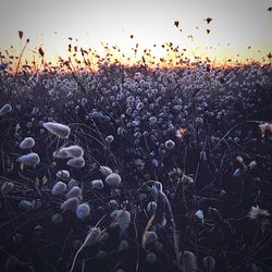 Scenic view of field against sky at sunset