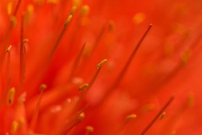 Close-up of red flower