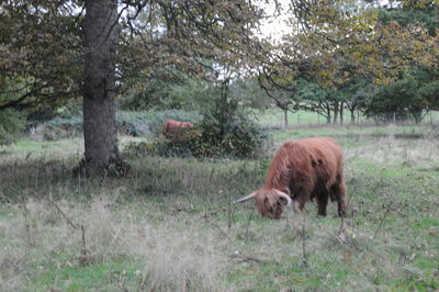 Horse on field