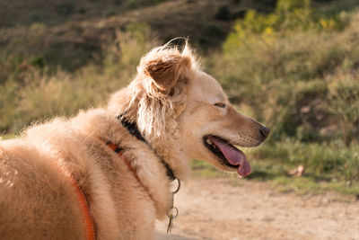 Close-up of a dog looking away