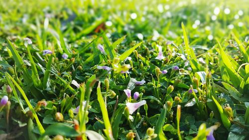 Close-up of plants growing on field