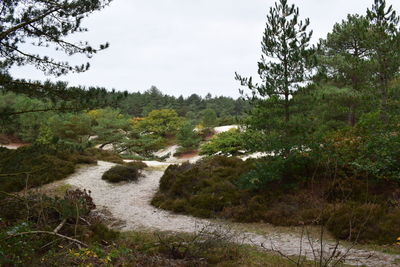 Scenic view of river in forest against sky