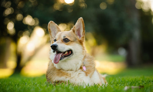 Dog sitting on grass