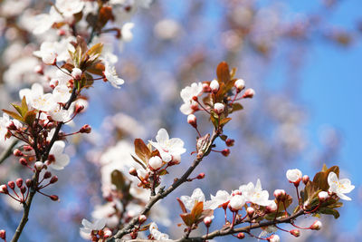 Close-up of cherry blossoms in spring
