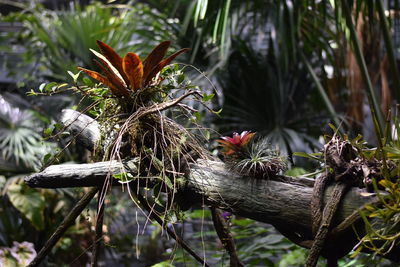 Close-up of flower growing on tree