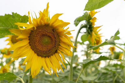 Close-up of sunflower