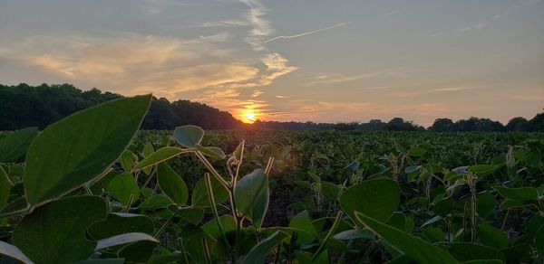 Plants growing on field against sky during sunset