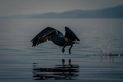 Bird flying over lake