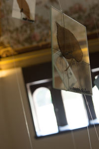 Close-up of cat on window