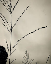 Low angle view of silhouette plant against sky at dusk