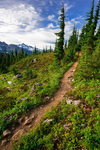 Scenic view of forest against sky
