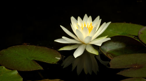 Close-up of water lily blooming against black background