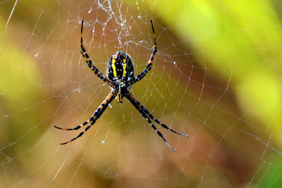 Close-up of spider and web against blurred background