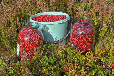 Red berries on plant in field