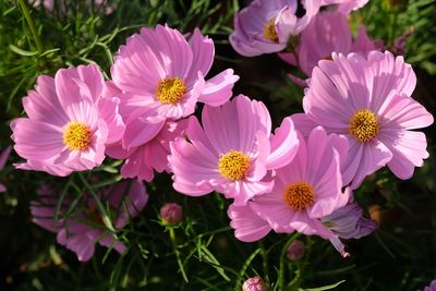 High angle view of flowers blooming outdoors