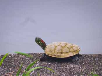 A little tortoise 