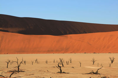 Bare trees on desert against clear sky