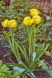 Close-up of yellow flowering plants